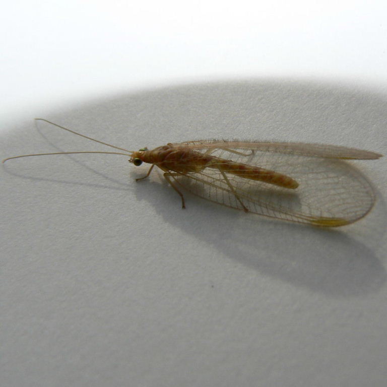 Green Lacewing brown phase