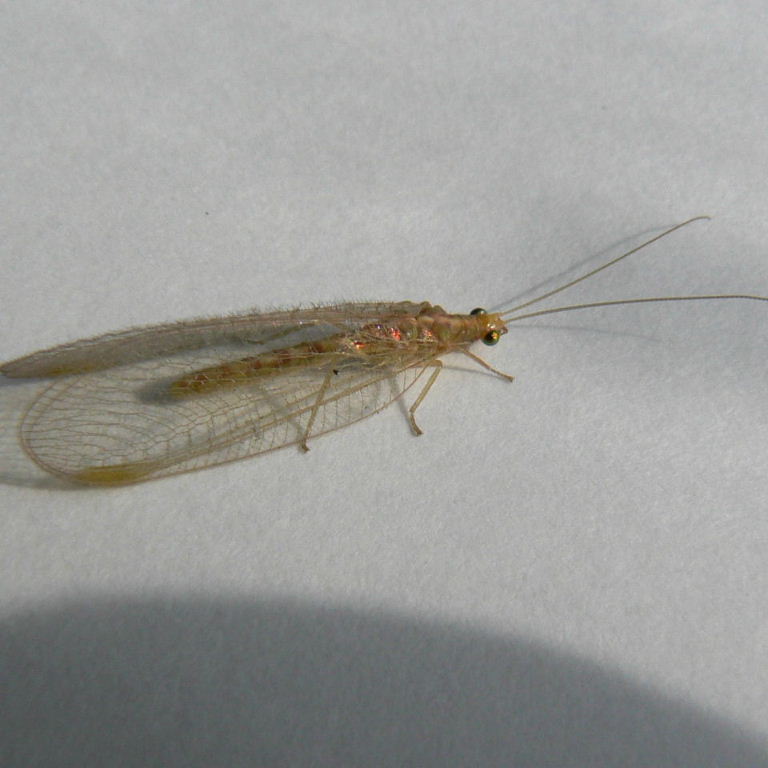 Green Lacewing brown phase