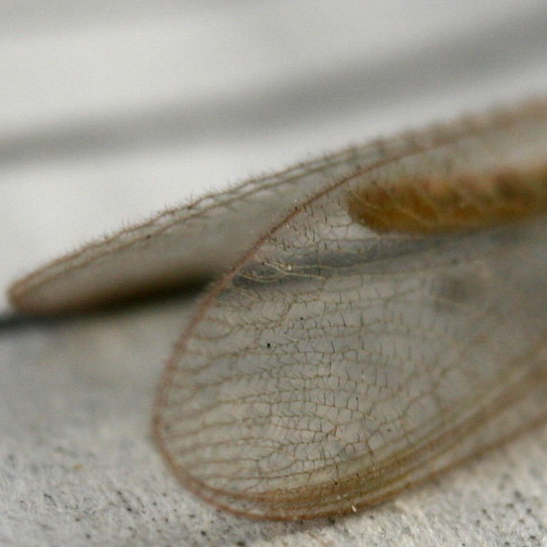 Green Lacewing brown wings