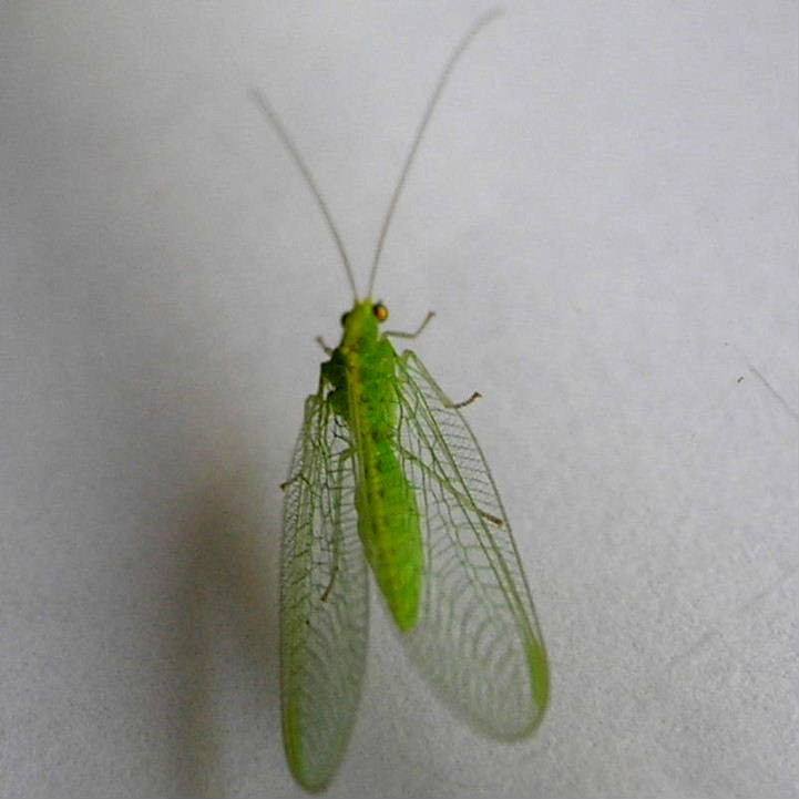 Green Lacewing shapely body
