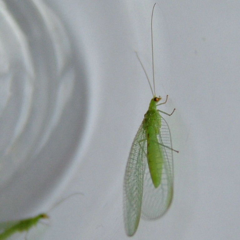 Green Lacewing bodyshape