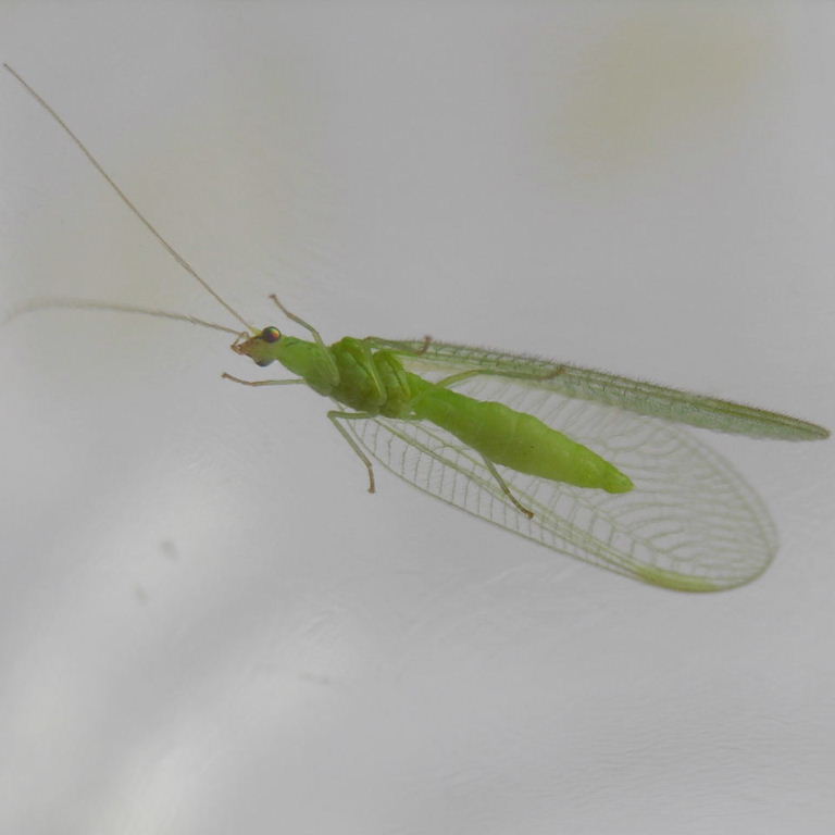 Green Lacewing shapely body