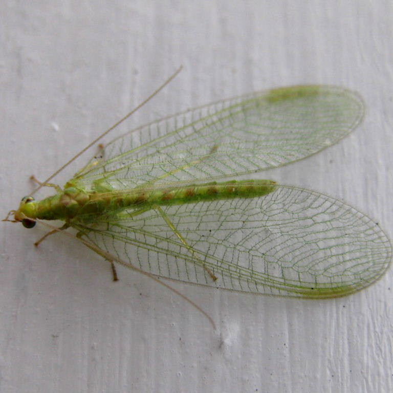Green Lacewing