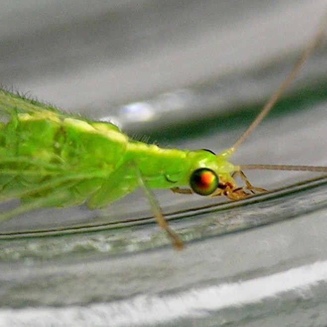 Green Lacewing head