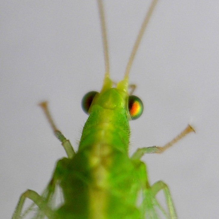 Green Lacewing eyes
