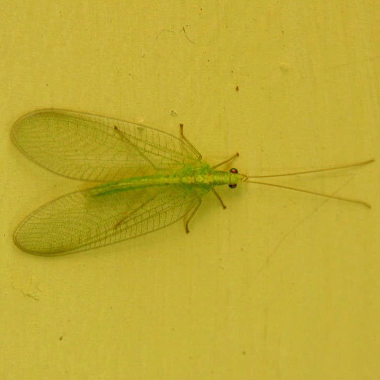 Green Lacewing