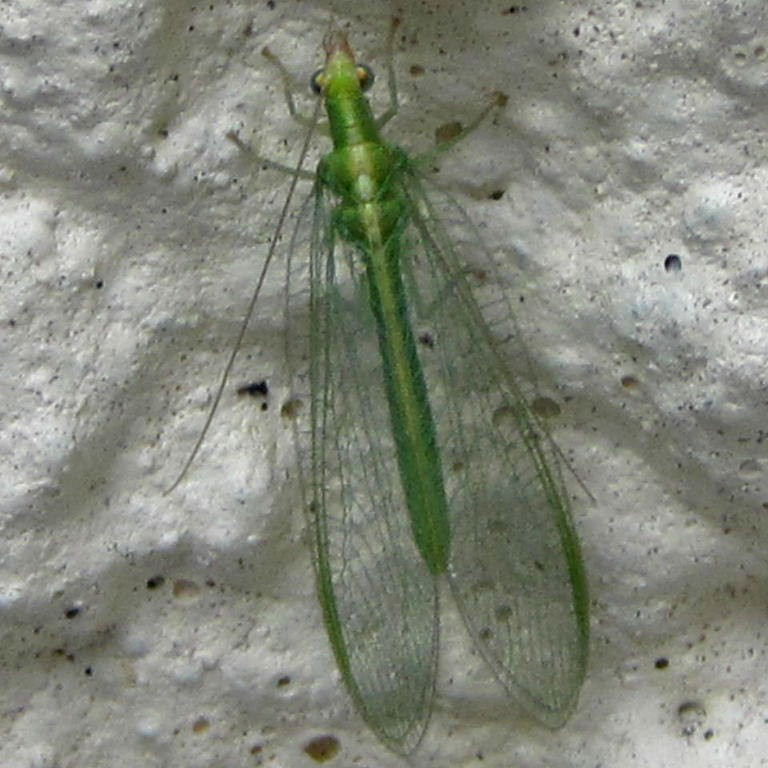 Green Lacewing cigar-shaped body