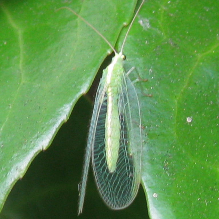 Green Lacewing with white dorsal line