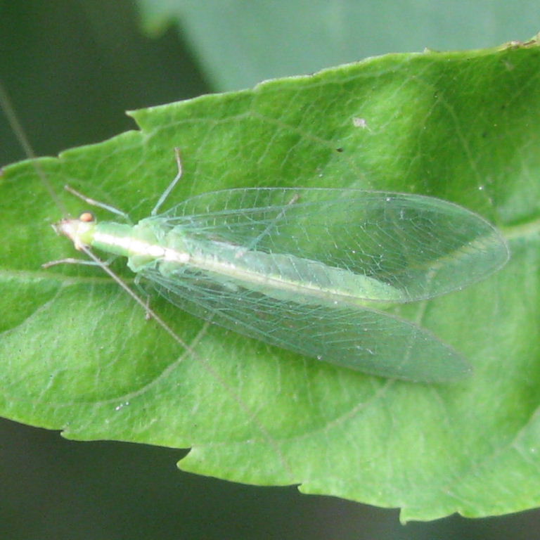 Green Lacewing with white line and turquoise veins