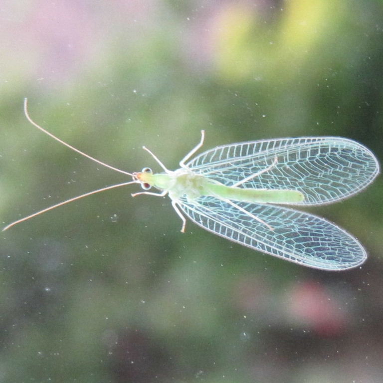 Green Lacewing turquoise veins