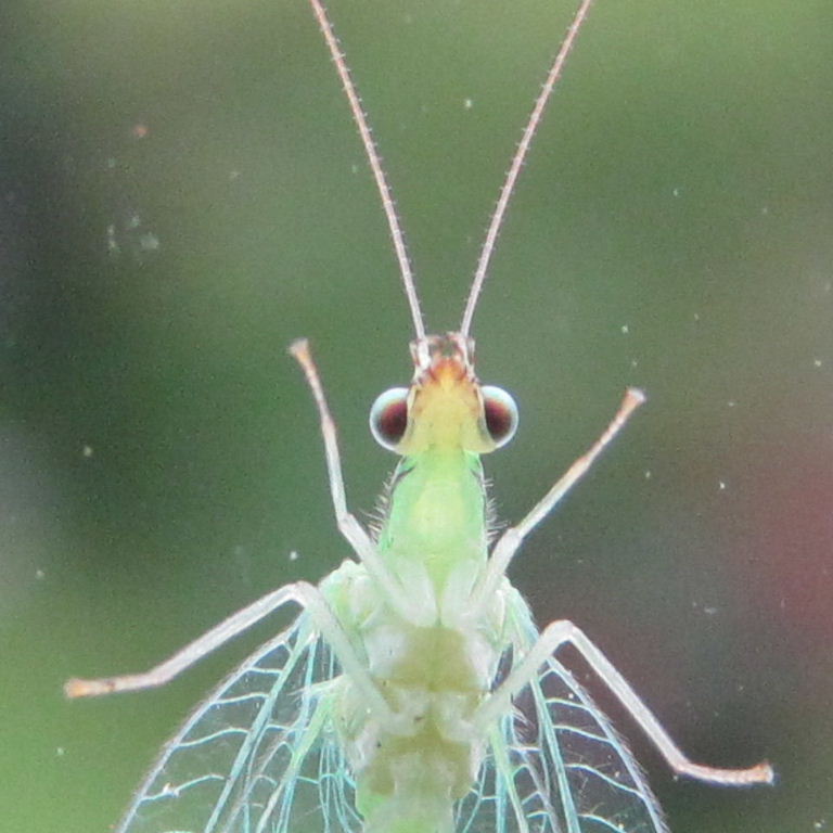 Green Lacewing turquoise veins