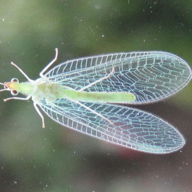 Green Lacewing turquoise veins