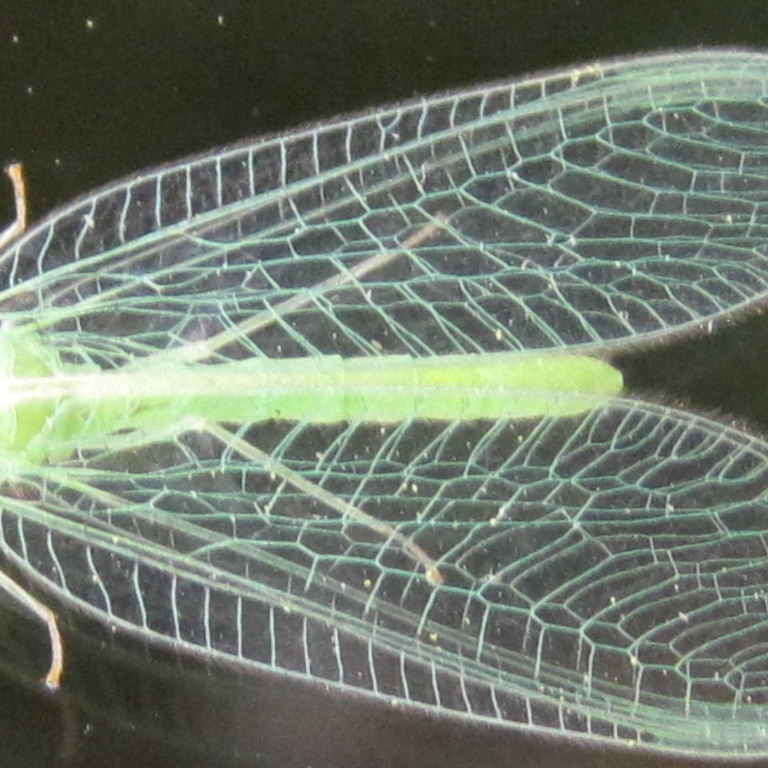 Green Lacewing turquoise veins