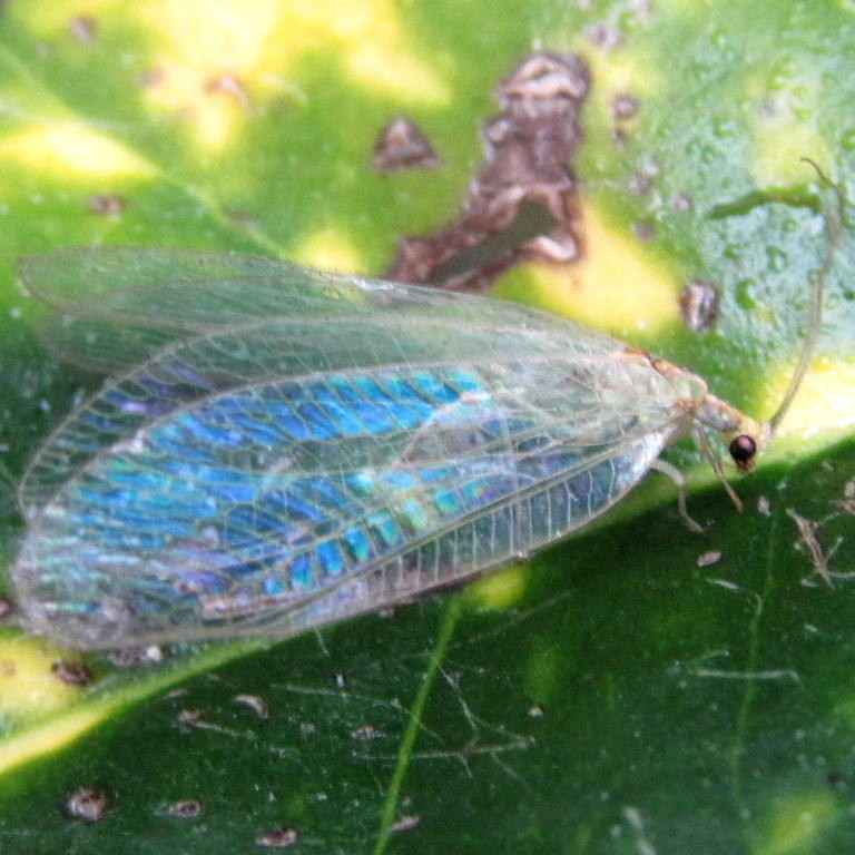 Green Lacewing with blue iridescent wings