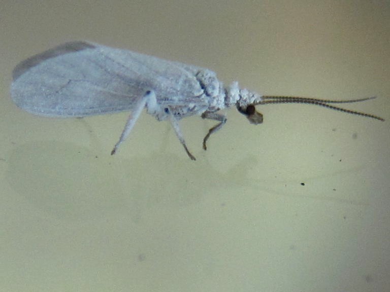 Waxy Lacewing