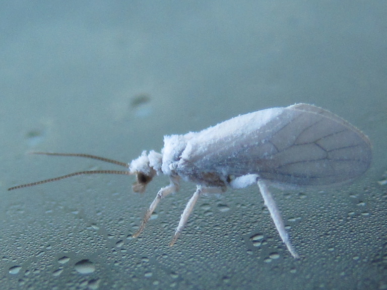 Waxy Lacewing