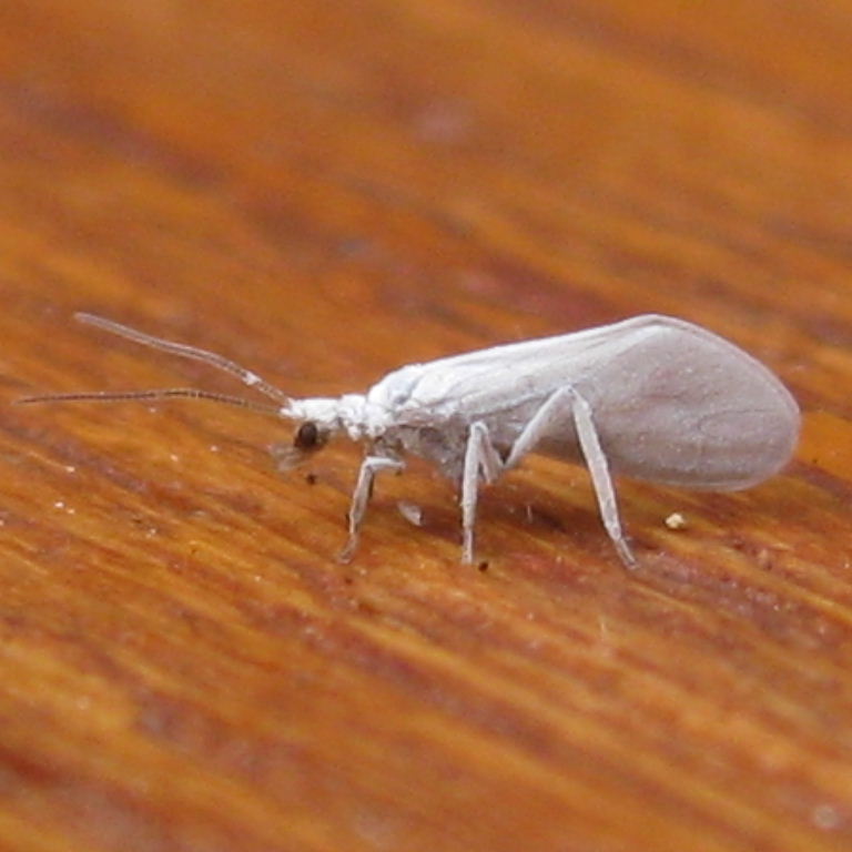 Waxy Lacewing