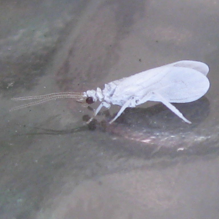 Waxy Lacewing