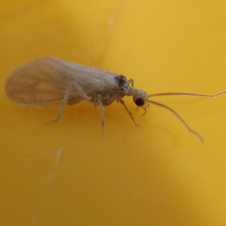 Waxy Lacewing
