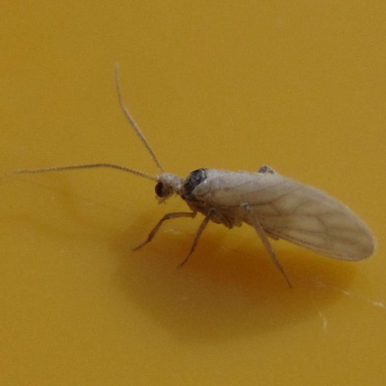 Waxy Lacewing