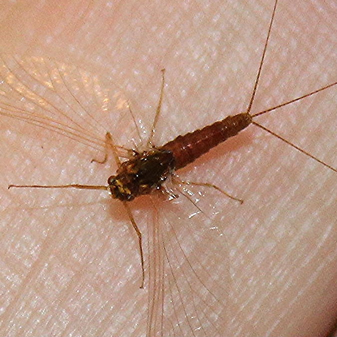 Blue-winged Olive 3 tails