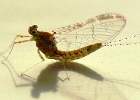Mayfly