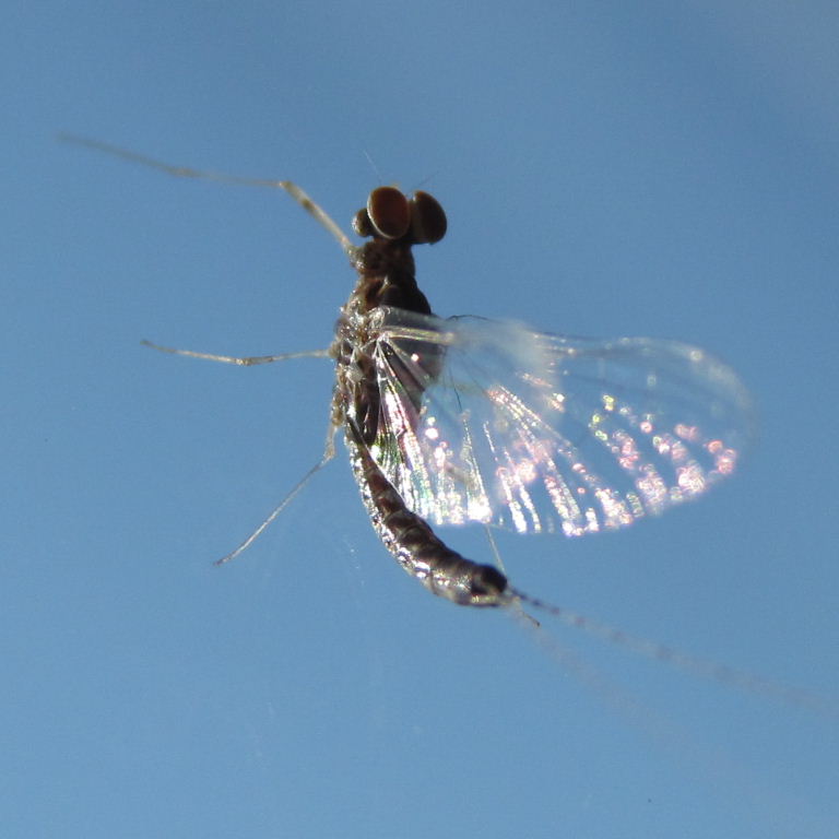 Mayfly