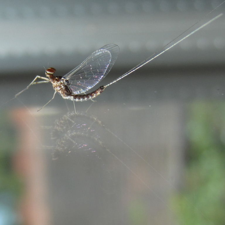 Mayfly