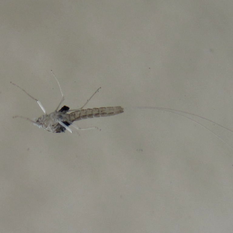 Mayfly