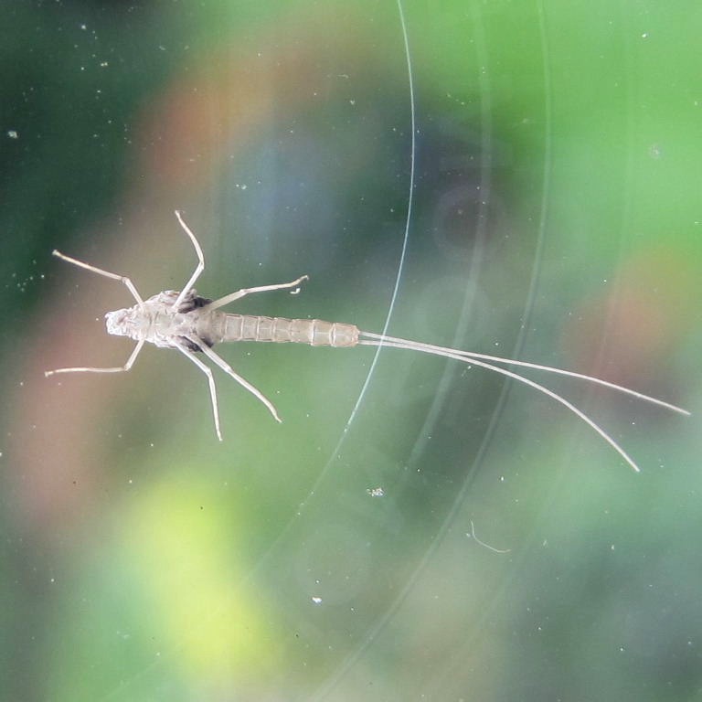 Mayfly