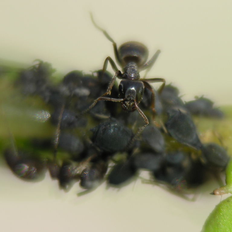 Black Garden Ant with black aphids