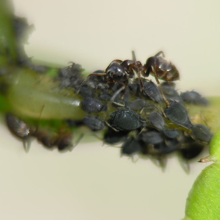 Black Garden Ant with aphids