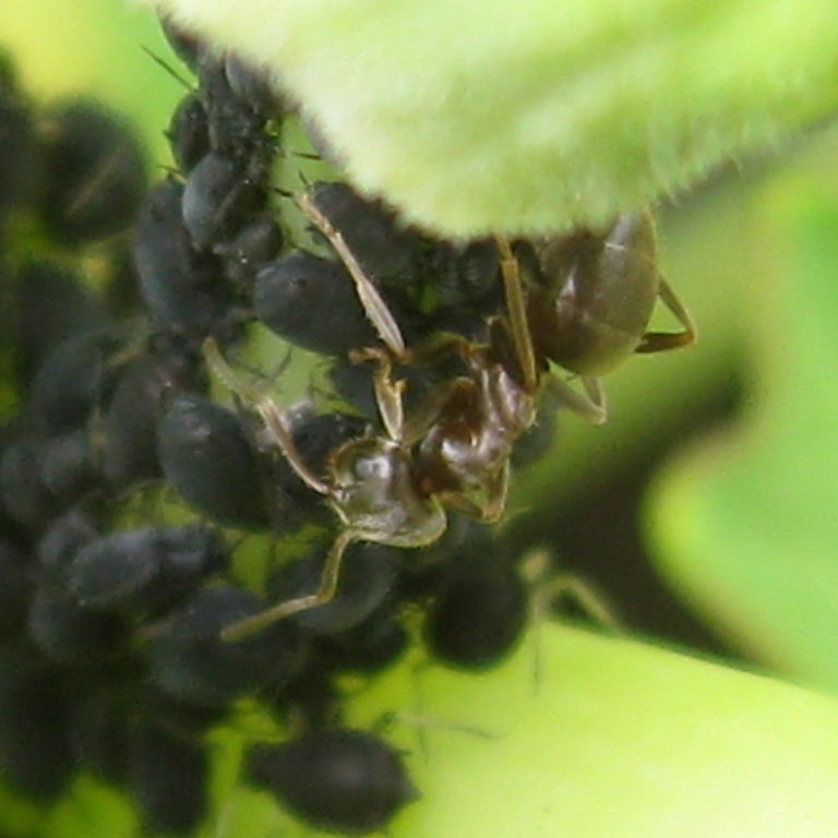 Black Garden Ant with black aphids
