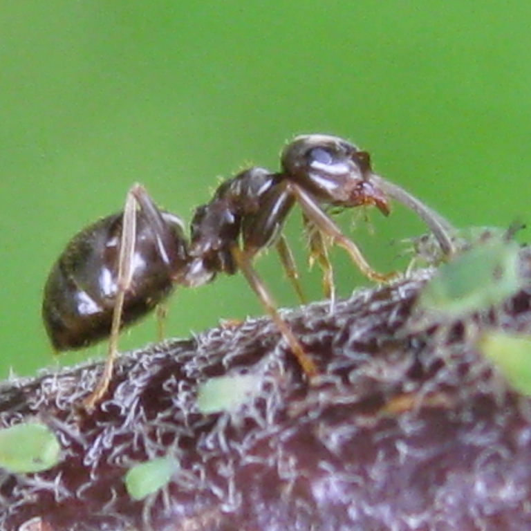 Black Garden Ant