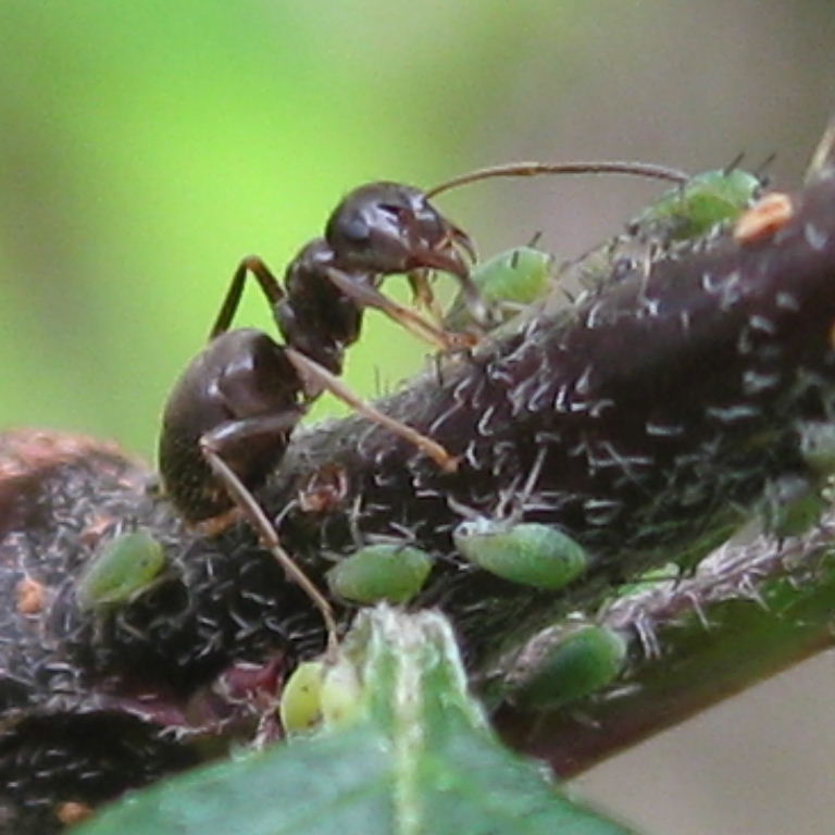 Black Garden Ant