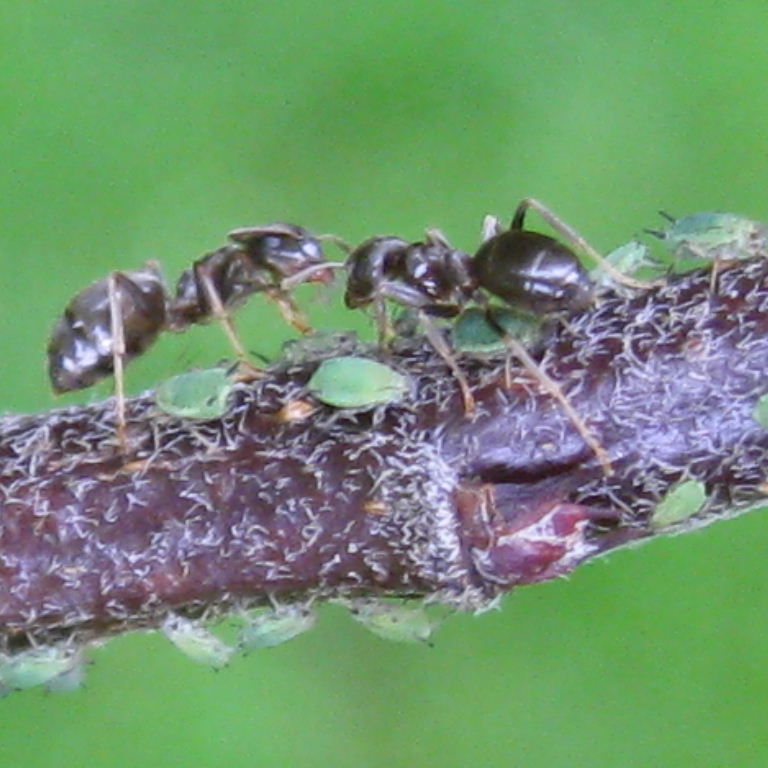 Black Garden Ant