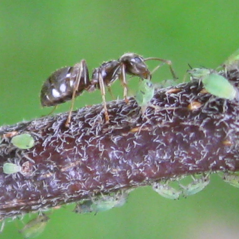 Black Garden Ant with green aphids