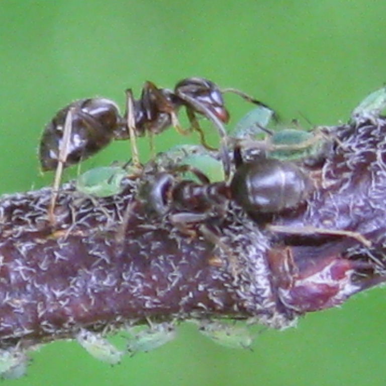 Black Garden Ant with green aphids