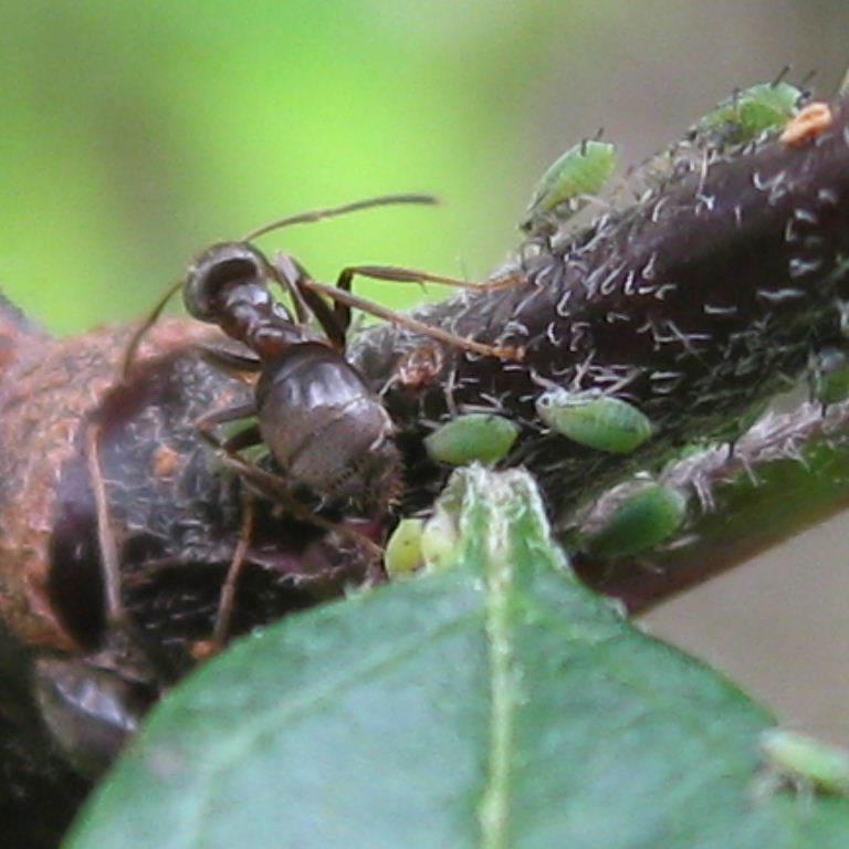 Black Garden Ant with green aphids