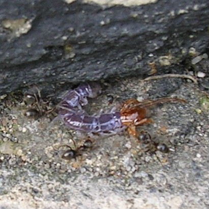 Black Garden Ants with centipede