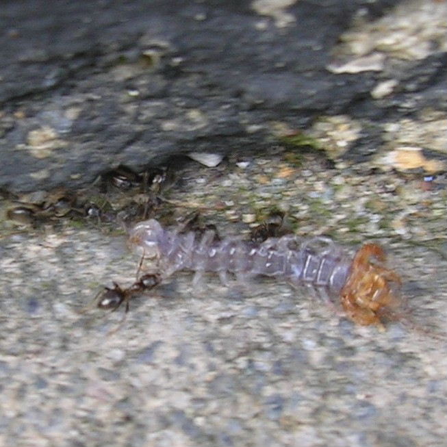 Black Garden Ants with centipede