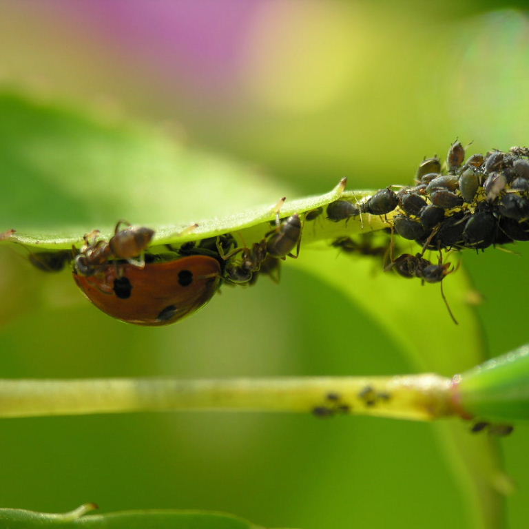 Black Garden Ant with ladybird