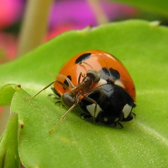 Black Garden Ant with aphids