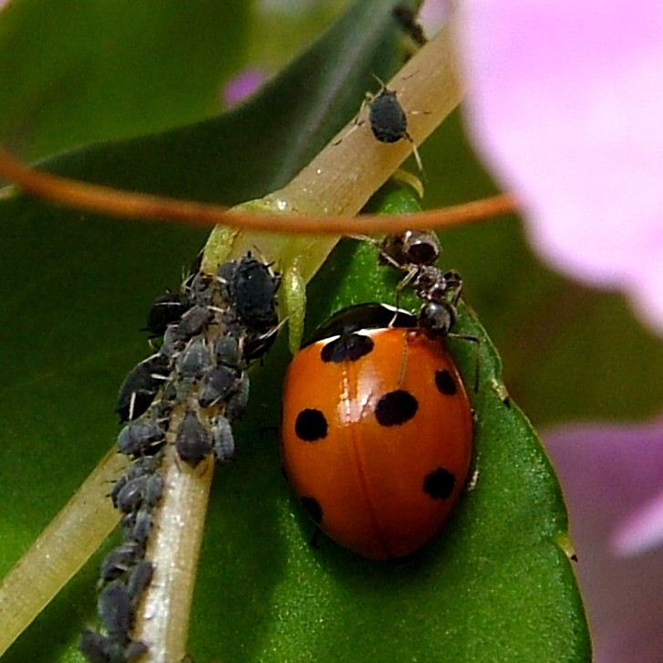 Black Garden Ant with black aphids