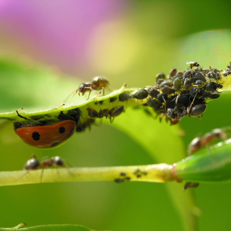 Black Garden Ant with ladybird