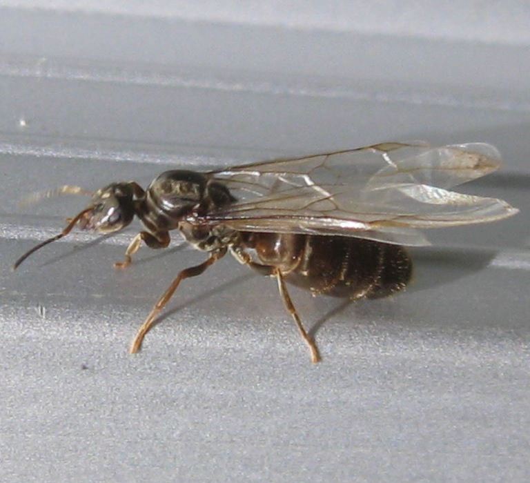 Black Garden Ant Queen