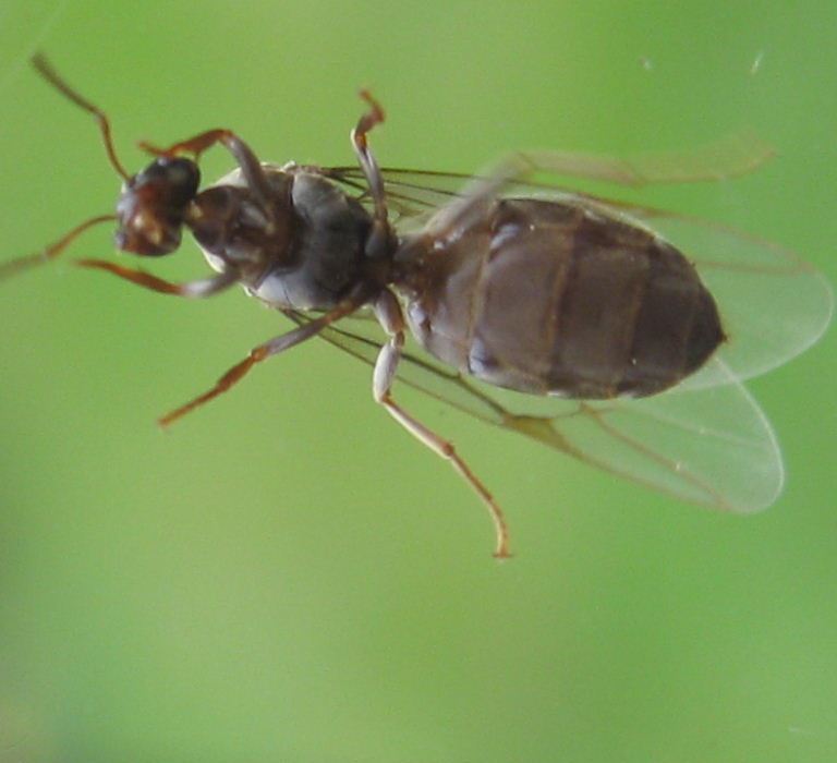 Black Garden Ant Queen