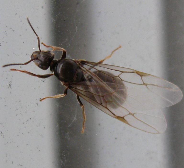 Black Garden Ant Queen