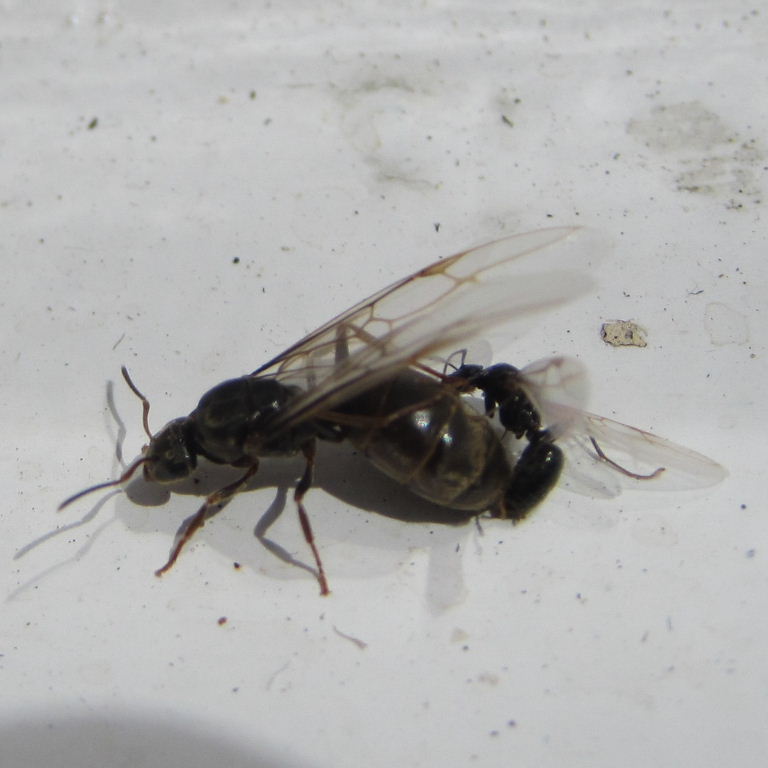 Black Garden Ants mating