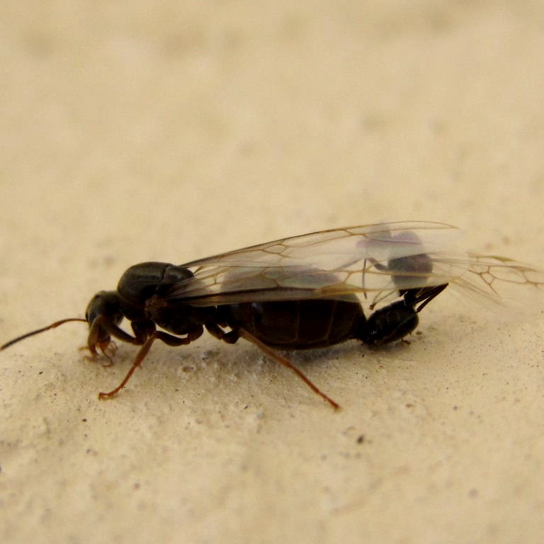 Black Garden Ants mating